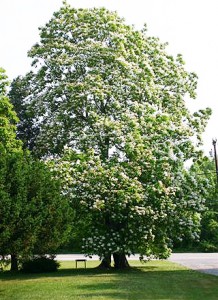 the-tree-001ps2