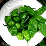 Pepperbowl in a vege garden