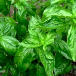 Peppers in a Vege Garden